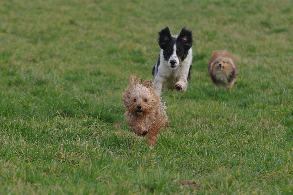 Kennenlernen hunde untereinander
