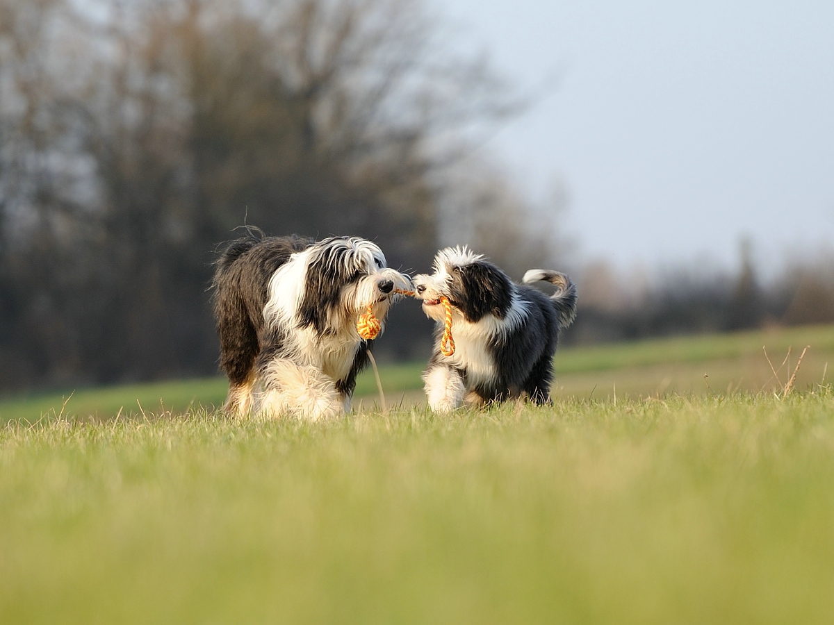 Kennenlernen hunde untereinander