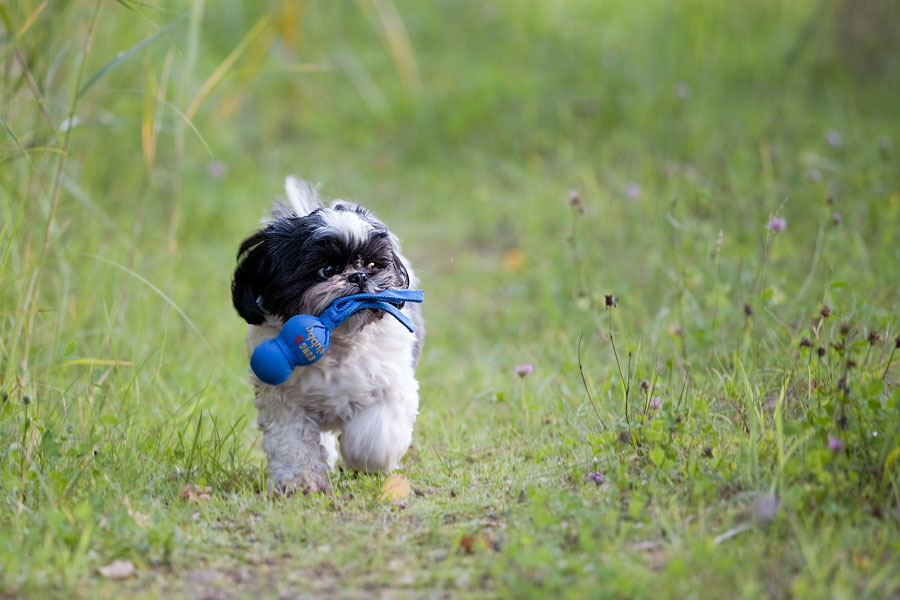 Diva Jack Russel Hündin sucht neues Zuhause Hunde Rassehunde Terrier