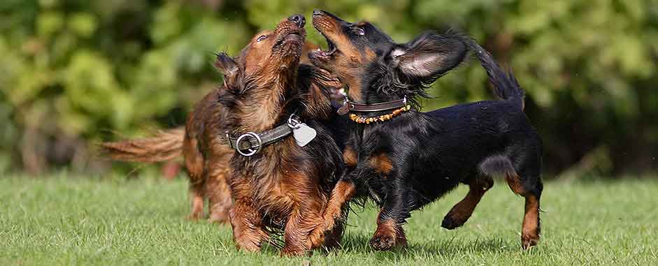 Hunde-Parkhotel