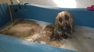 Hund beim entspannten baden
