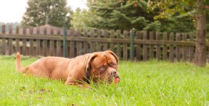 spielender Hund in der HUTA