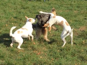 spielende Hunde auf Freilaufwiese 5