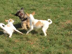 spielende Hunde auf Freilaufwiese 6