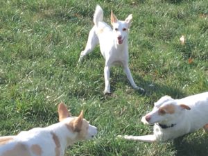 spielende Hunde auf Freilaufwiese 4