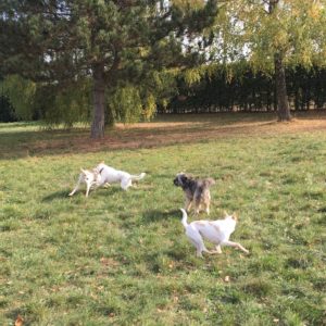 spielende Hunde auf Freilaufwiese 3