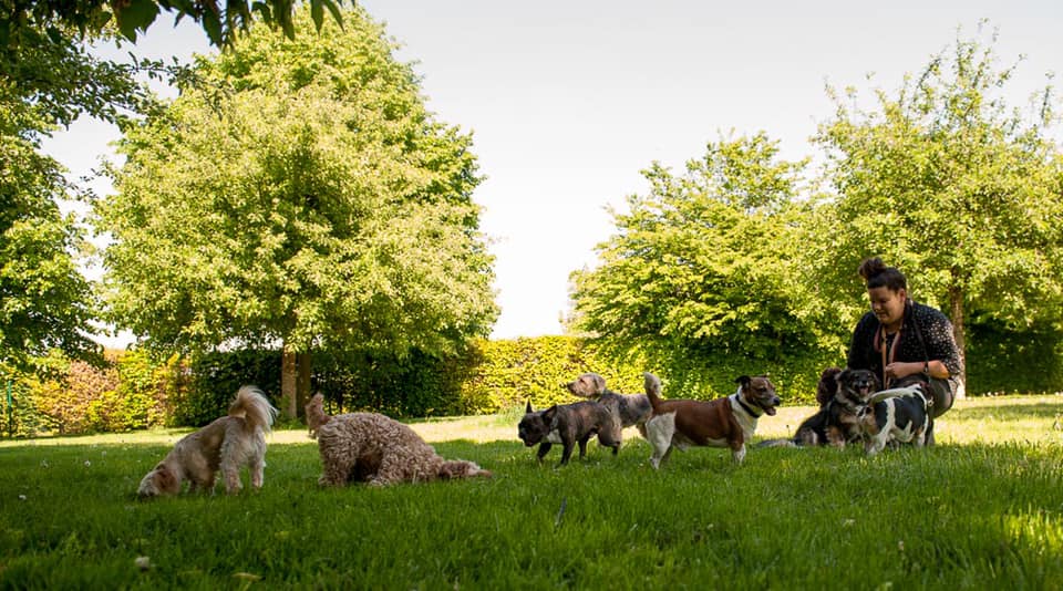 hunde parkhotel viersen